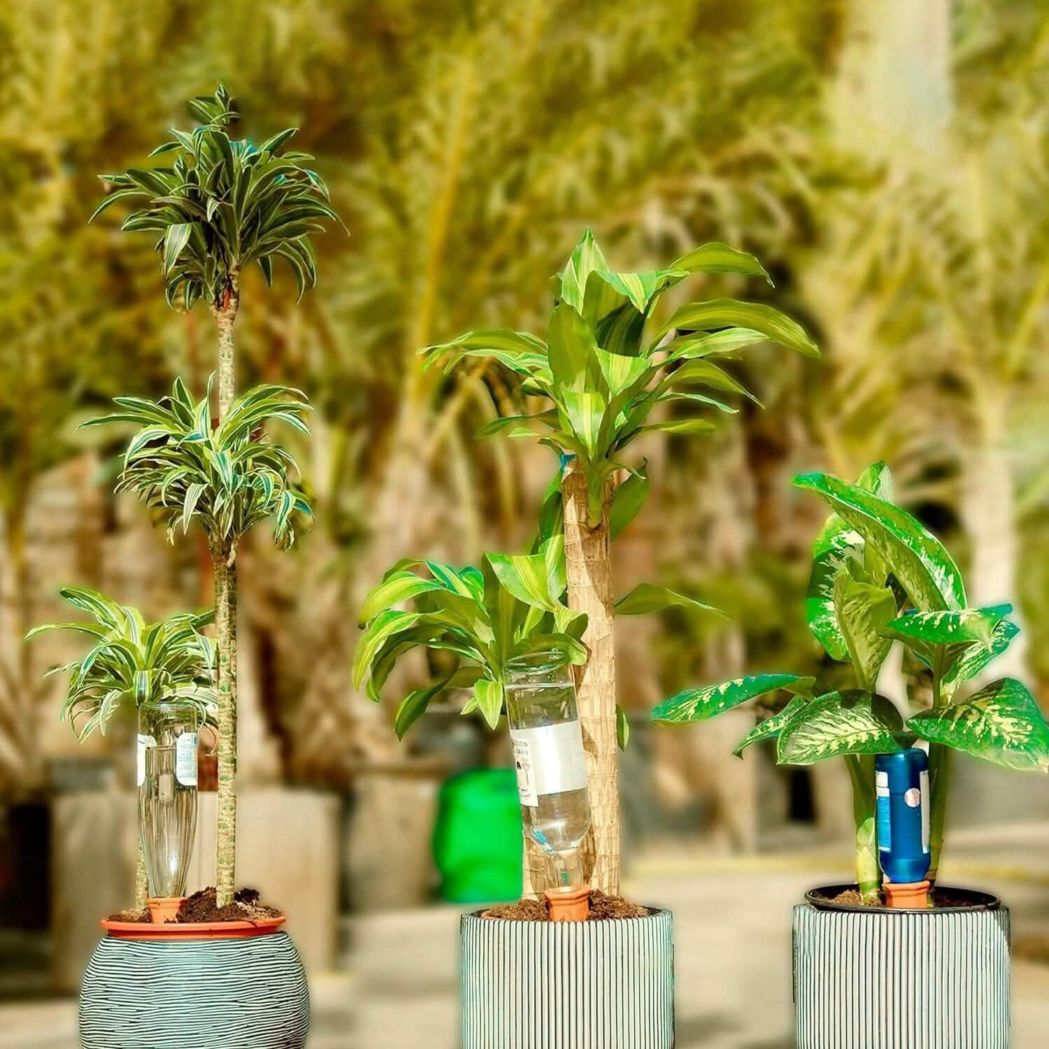 10-Pack: Spikes Teracotta Plant Watering Device Garden & Patio - DailySale