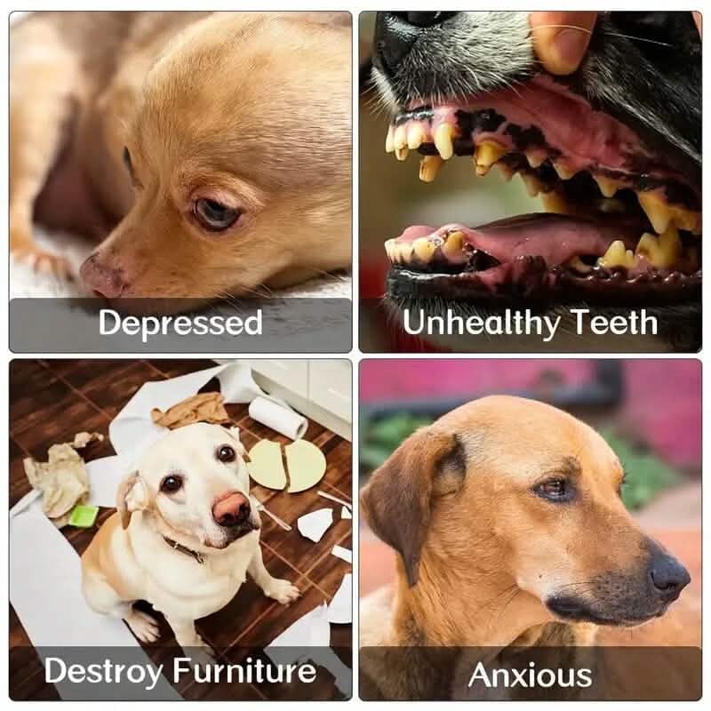 6-Pack: Durable Squeaky Dog Toys Pet Supplies - DailySale