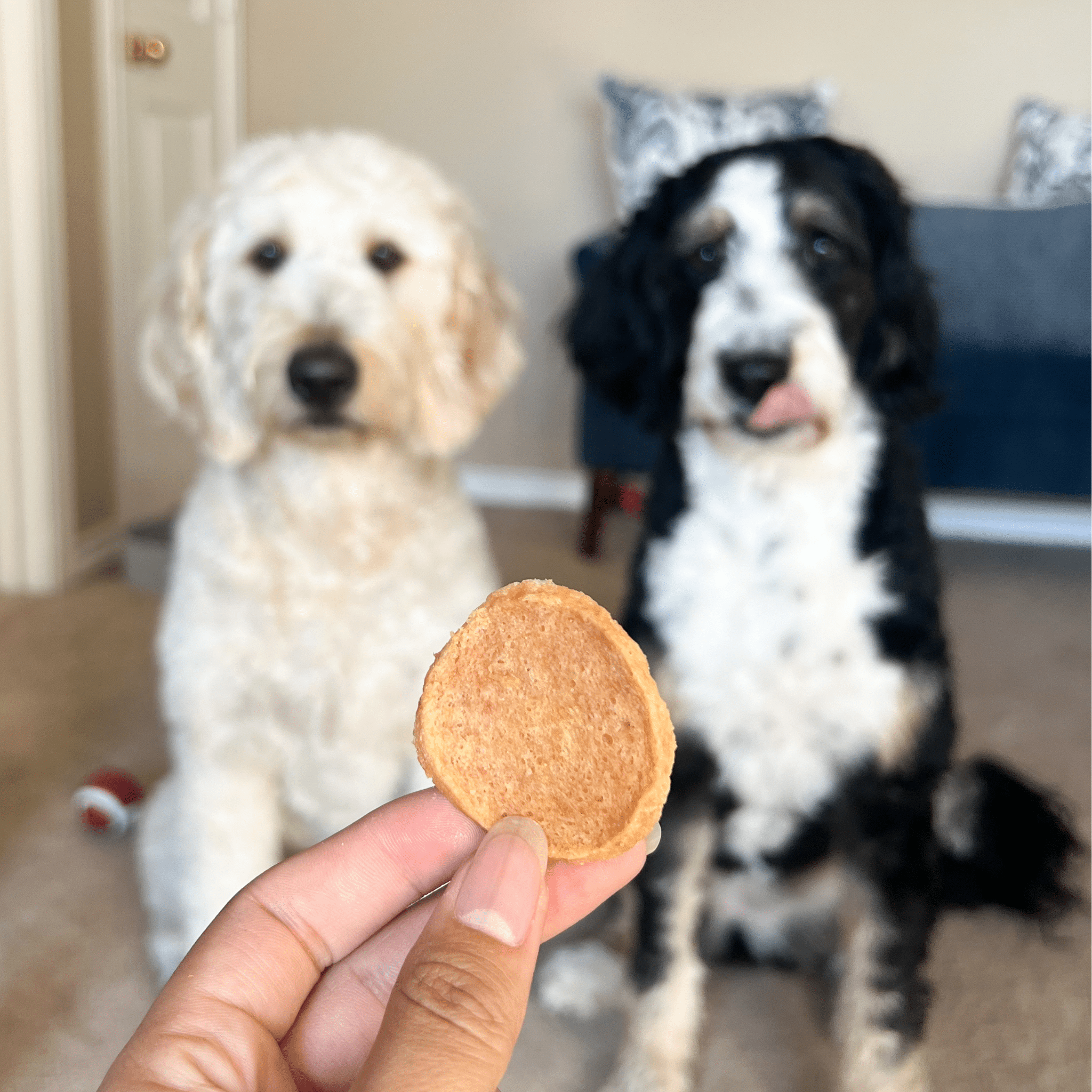 Chicken Chips for Dogs - All-Natural Single-Ingredient Treats