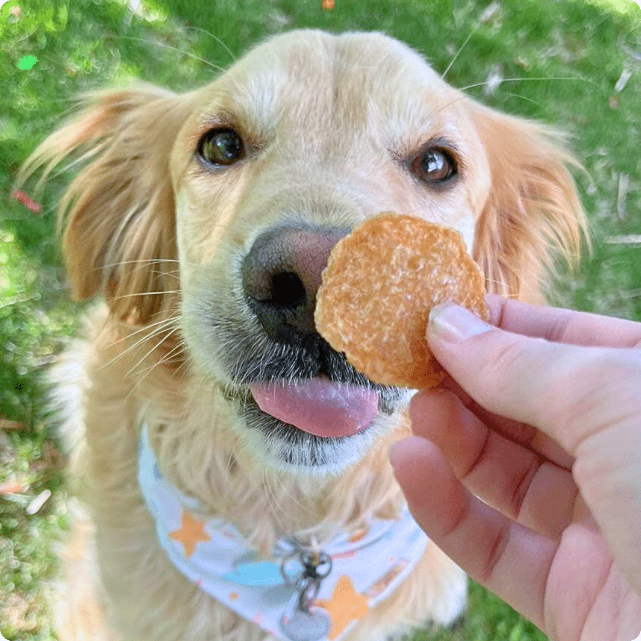 Chicken Chips for Dogs - All-Natural Single-Ingredient Treats