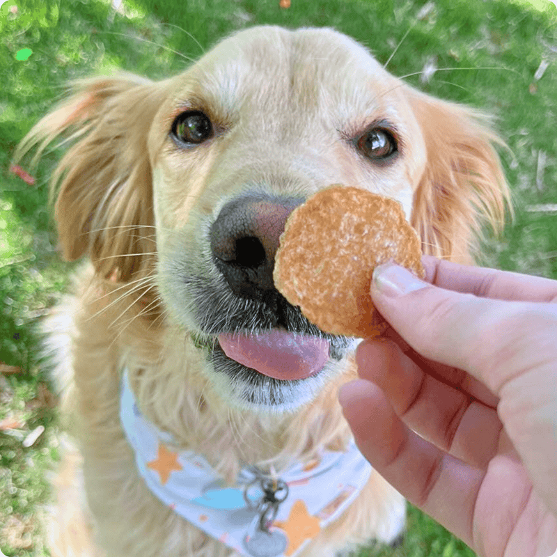 Chicken Chips for Dogs - All-Natural Single-Ingredient Treats