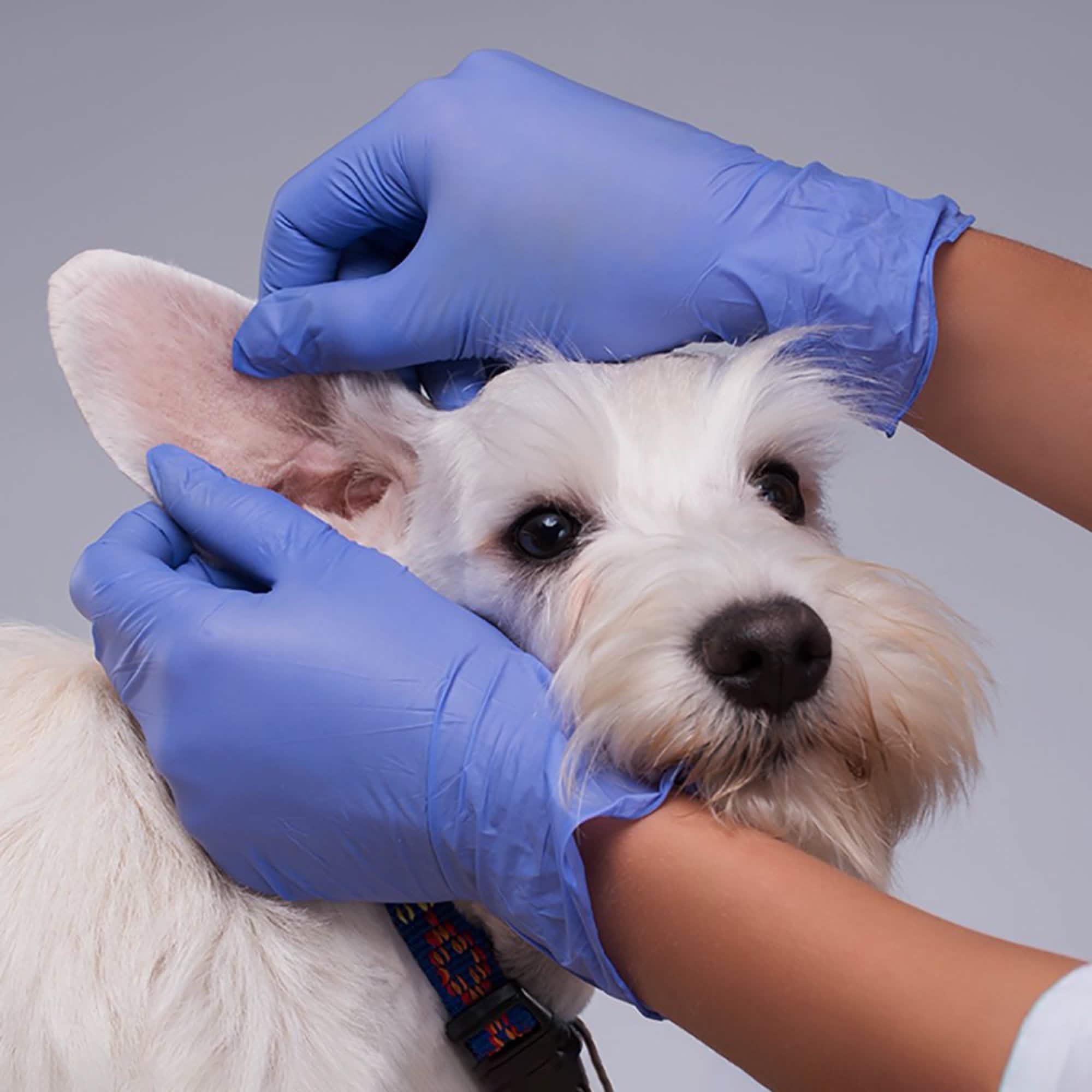 100-Pack: Nitrile Powder Free Violet Medium Gloves Face Masks & PPE - DailySale