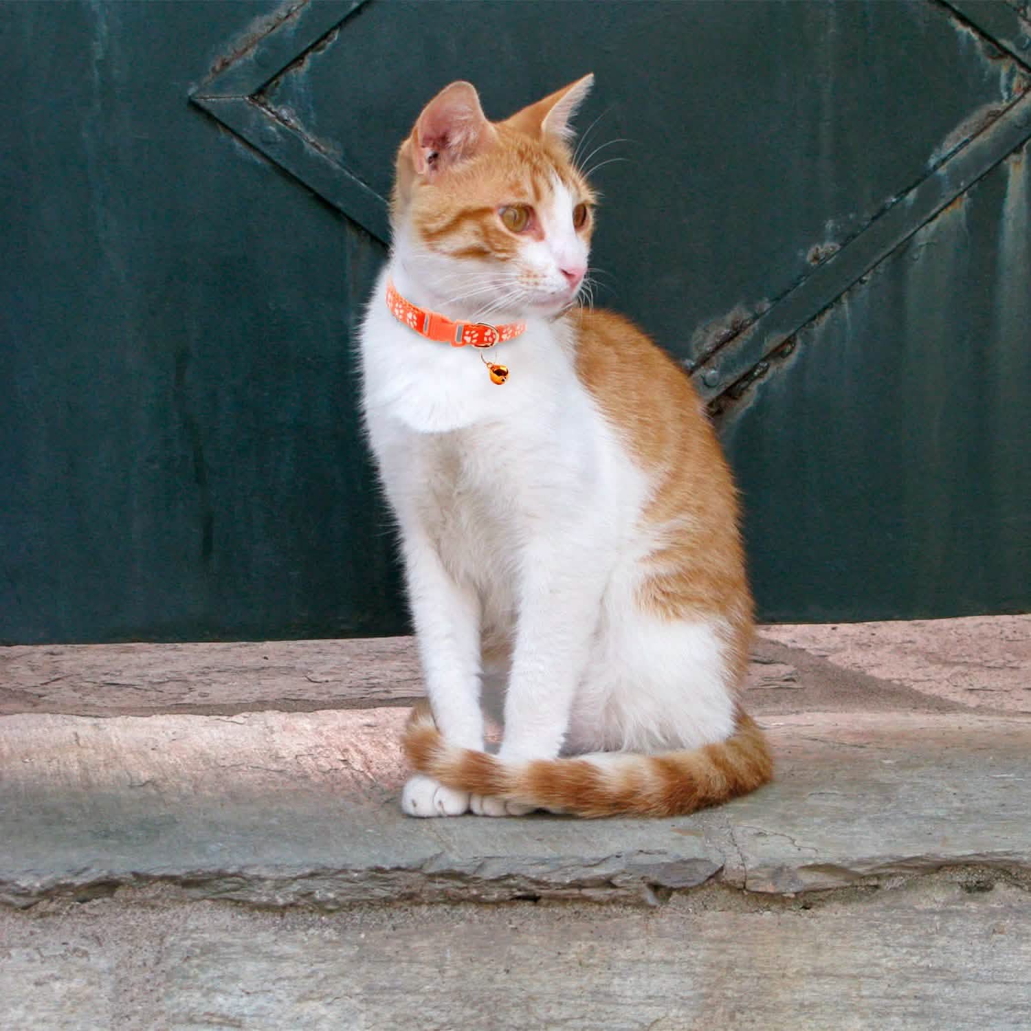 Ca2-Pack: Adjustable Kitten Collar with Bell Name Tag Pet Supplies - DailySale