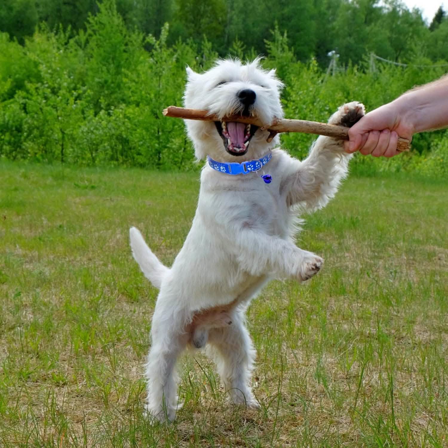 Ca2-Pack: Adjustable Kitten Collar with Bell Name Tag Pet Supplies - DailySale