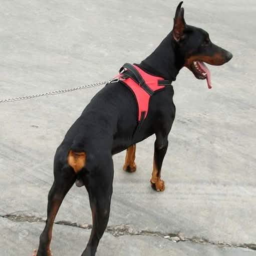 Dog Soft Adjustable Harness Pet Supplies - DailySale