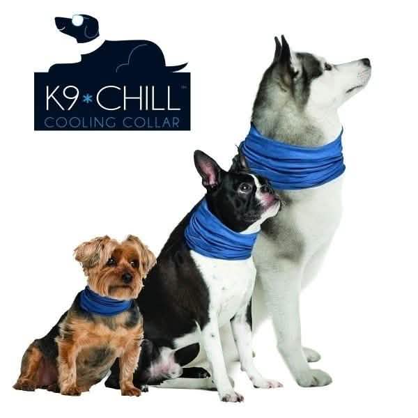Three dogs sitting next to each other wearing a blue K9 Chill Dog Cooling Collar