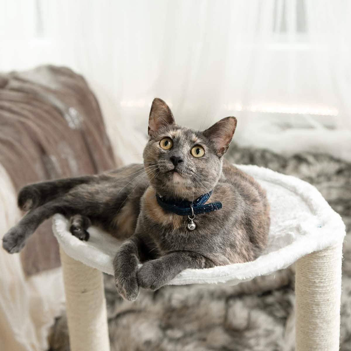 Paws & Pals 3-in-1 Cat Scratching Post with Hammock and Toy Pet Supplies - DailySale