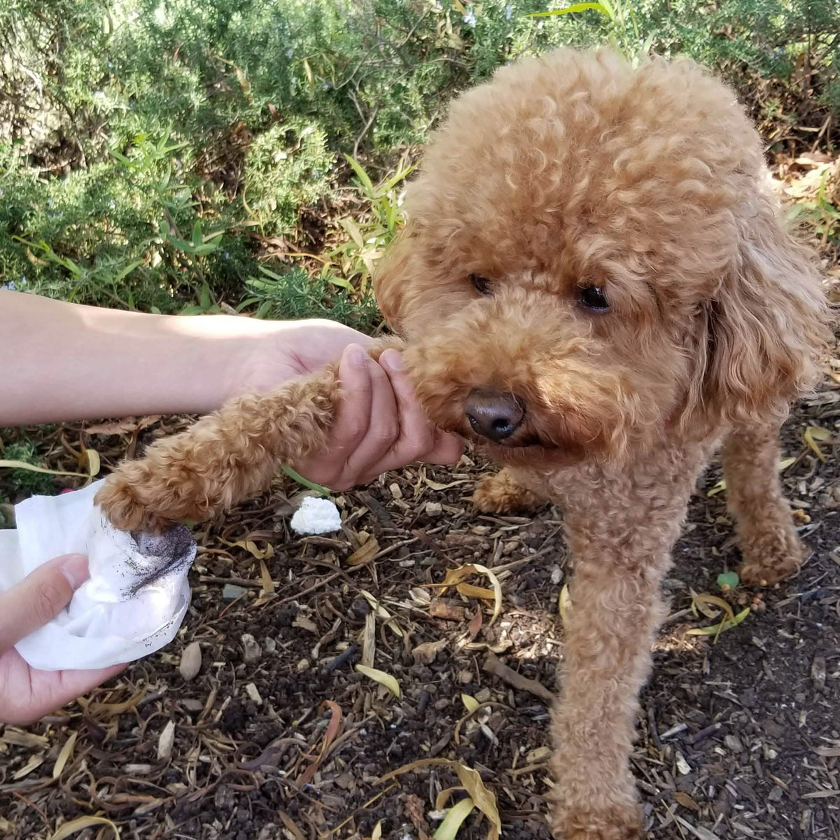 Paws & Pals Pet Grooming Wipes Hypo-Allergenic Cleansing and Deodorizing Pet Supplies - DailySale