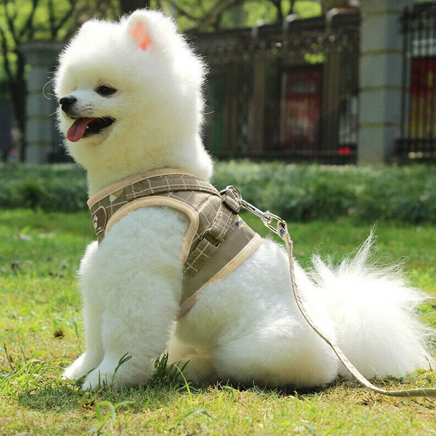 Pet Mesh Harness Dog Leash Puppy Vest Pet Supplies - DailySale