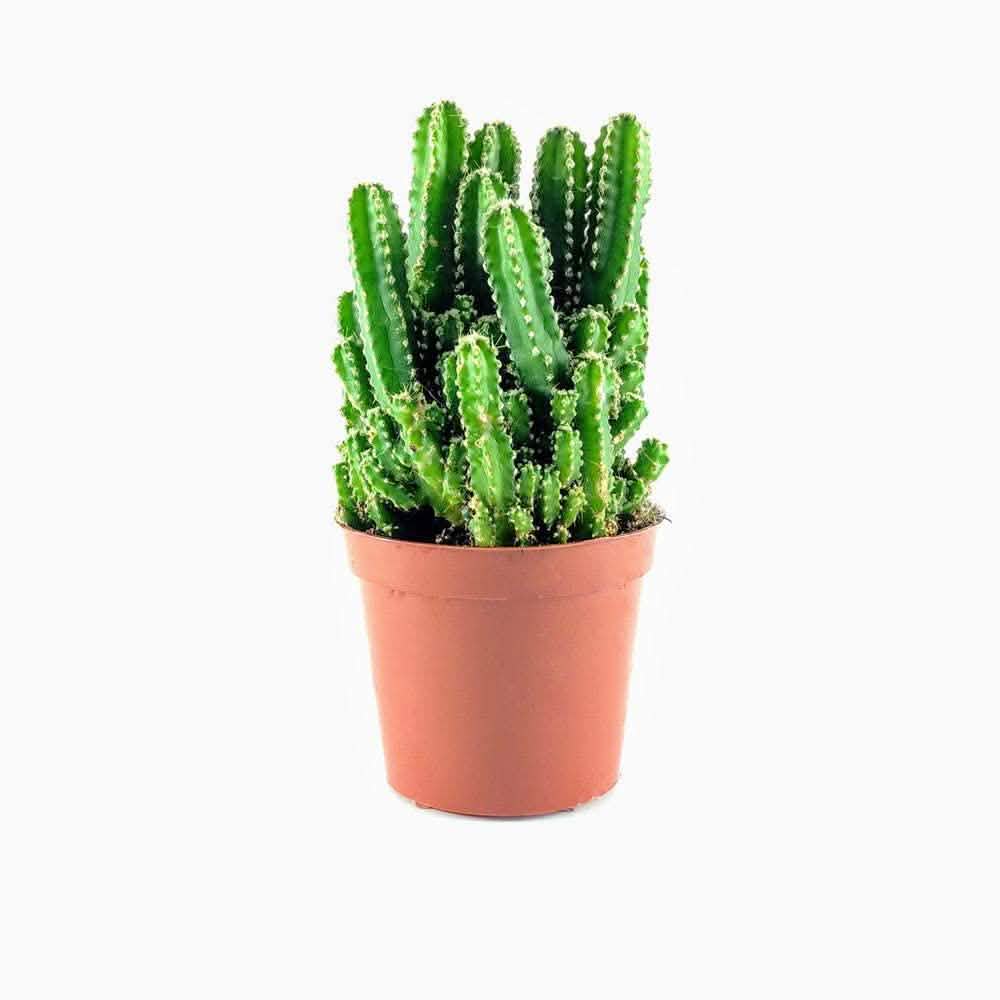 #type_cactus