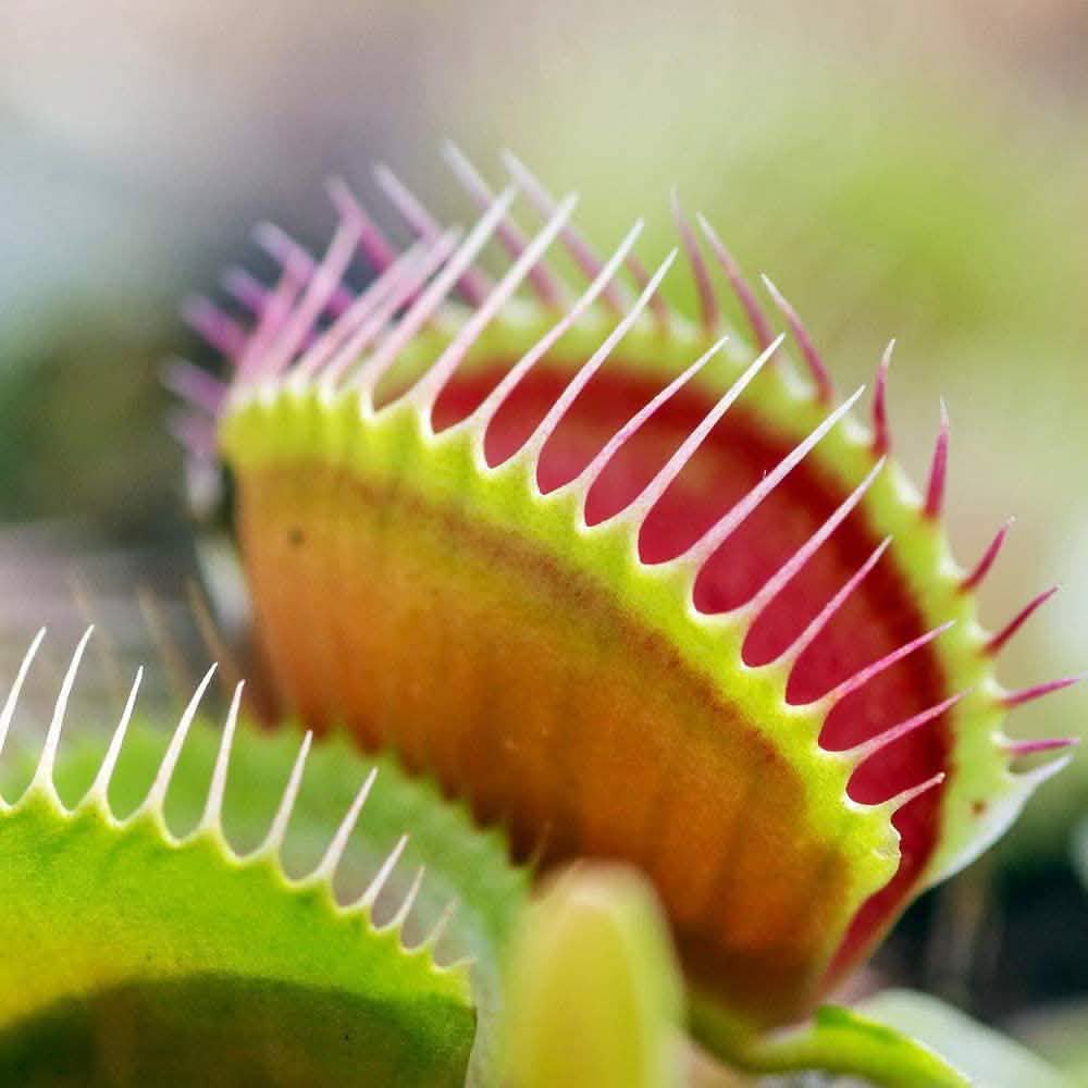 #type_venus fly trap