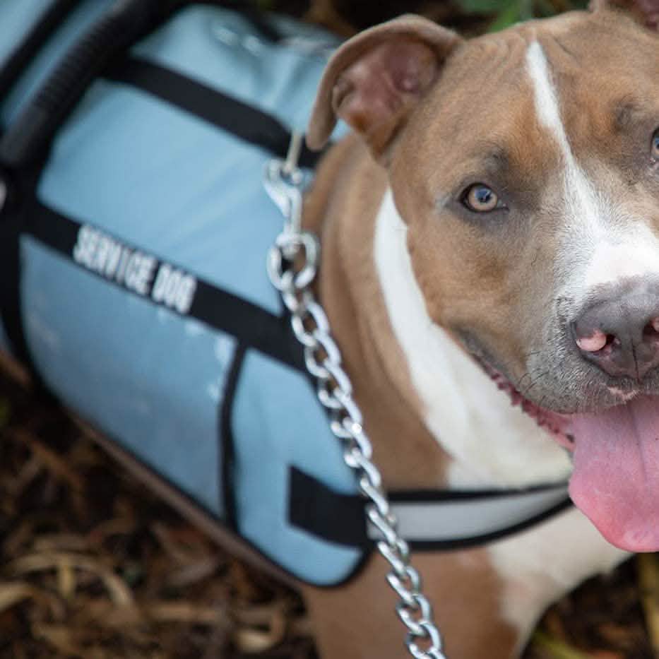 Service Dog Jacket Pet Supplies - DailySale