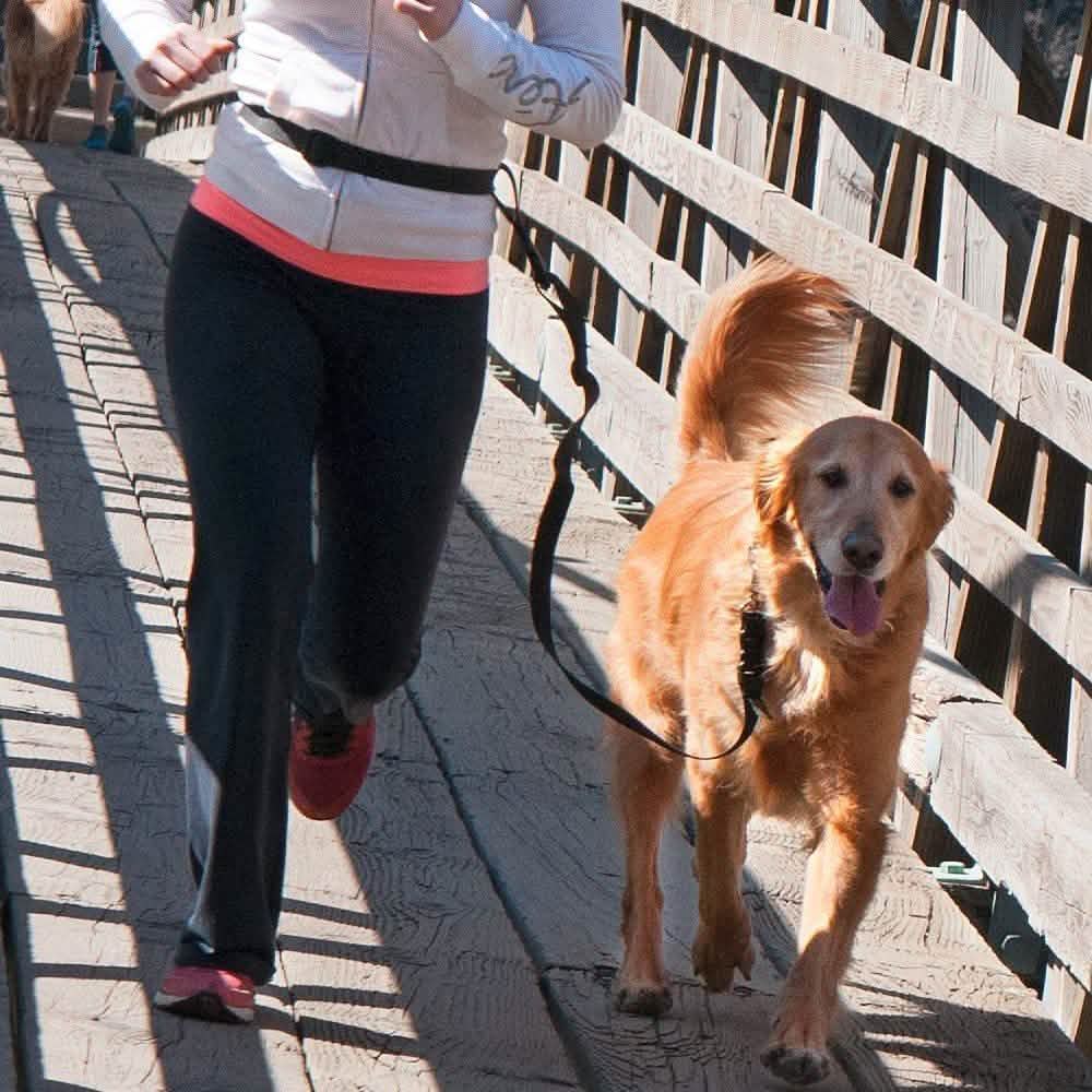 The Buddy System Adjustable Hands Free Dog Leash Pet Supplies - DailySale