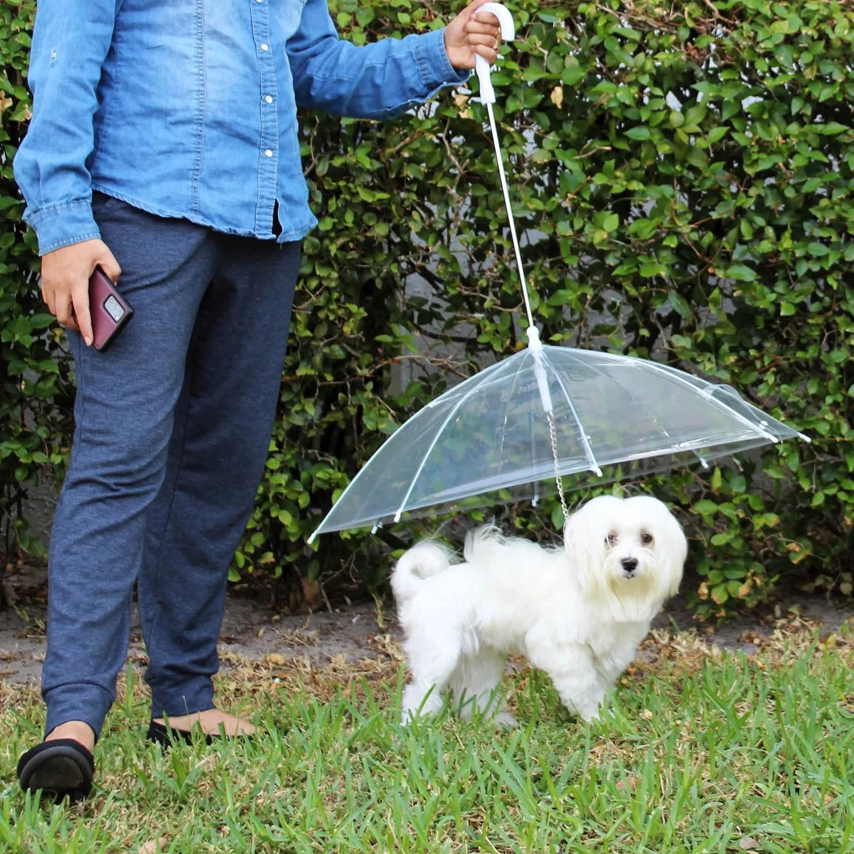 Transparent Outdoor Dog or Puppy Umbrella with Chain Leash Pet Supplies - DailySale
