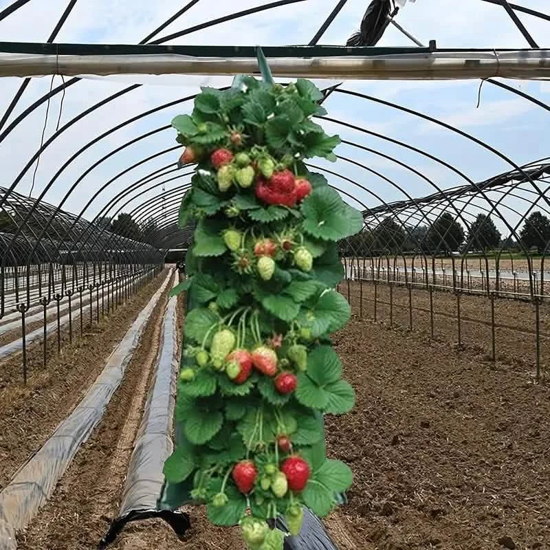 Upside Down Tomato Grow Bag Garden & Patio - DailySale
