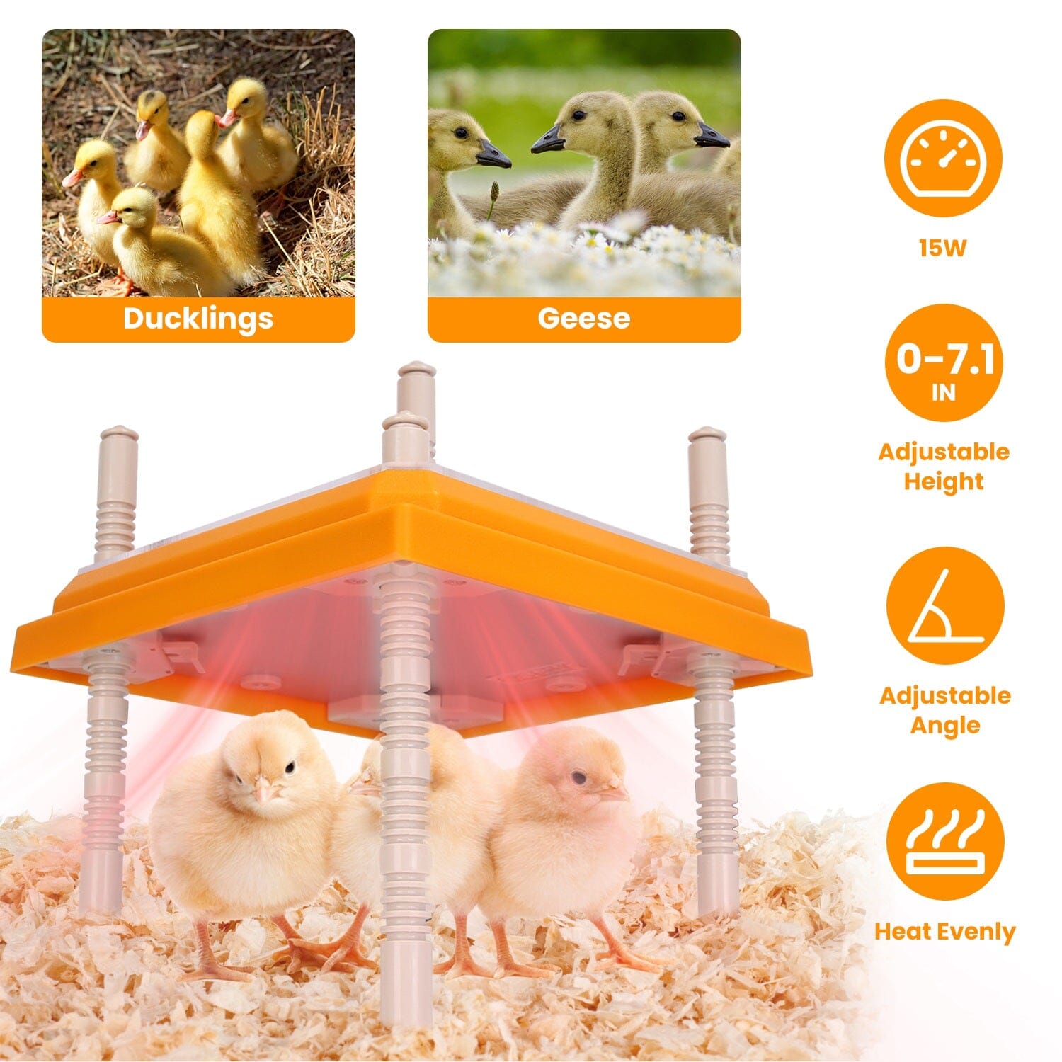 15W Chicken Brooder Heater with Adjustable Height Angle Max 131℉ Pet Supplies - DailySale