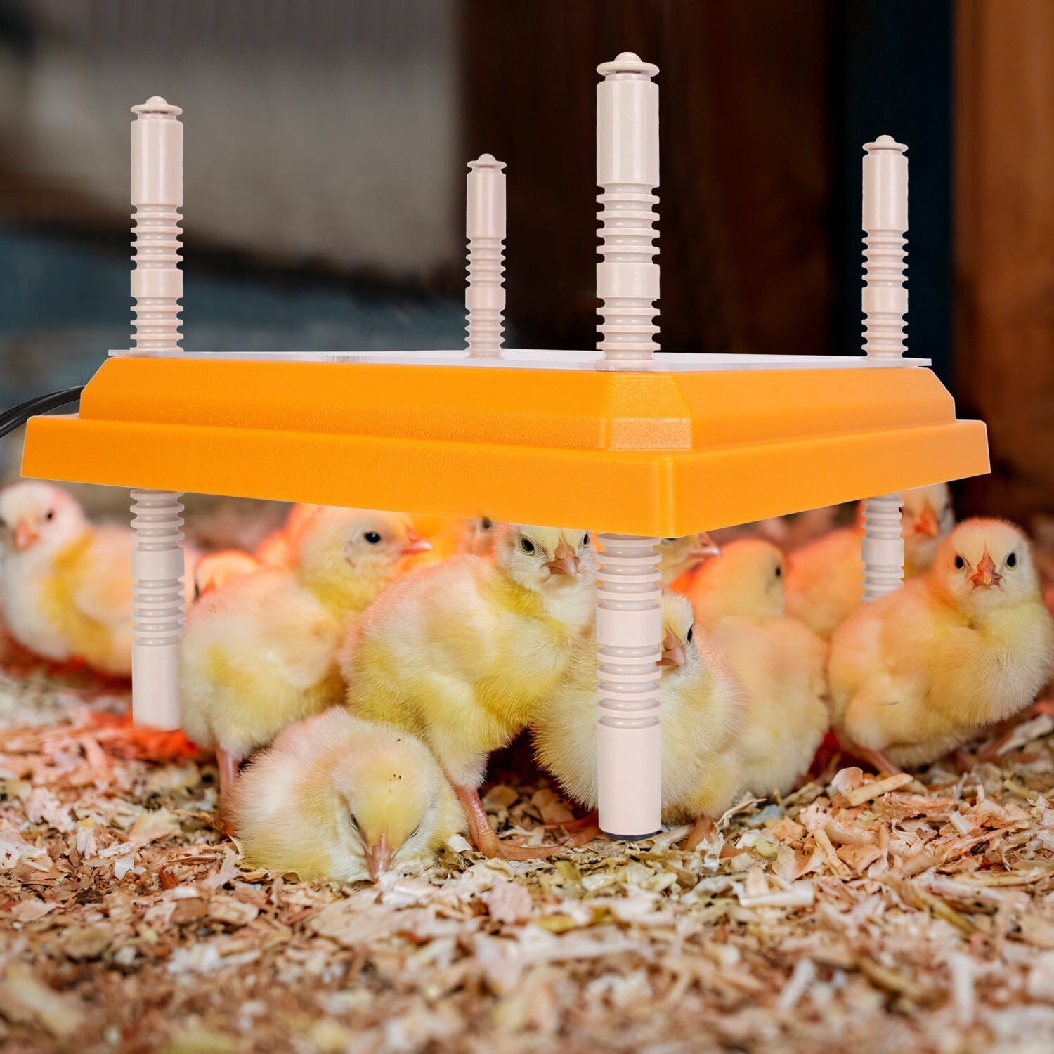 15W Chicken Brooder Heater with Adjustable Height Angle Max 131℉ Pet Supplies - DailySale