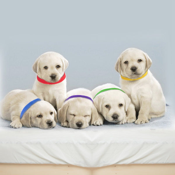 12-Piece: Whelping ID Collars Color Set Pet Supplies - DailySale