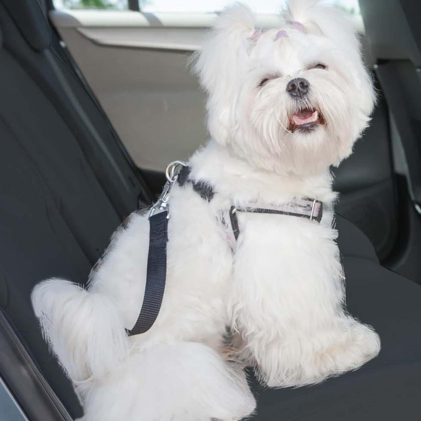 2-Pack: Car Seat Belt Clip for Pets Pet Supplies - DailySale