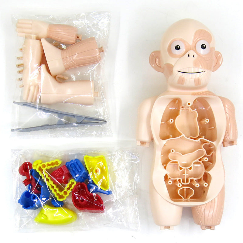 Britenway Body Parts Game Organ Assembled Toys for Boys Girls Toys & Games - DailySale