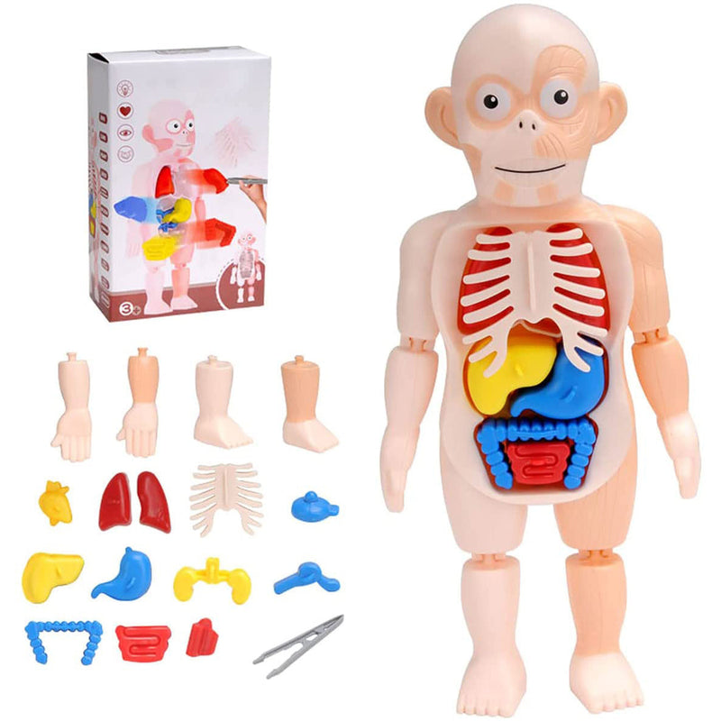 Britenway Body Parts Game Organ Assembled Toys for Boys Girls Toys & Games - DailySale