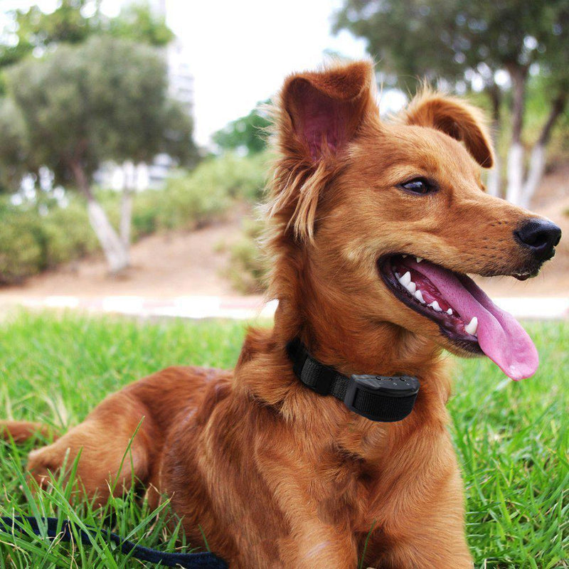 Electric Pet Dog Anti-Bark Training Collar Safe Tone Shock Control Adjustable Pet Supplies - DailySale