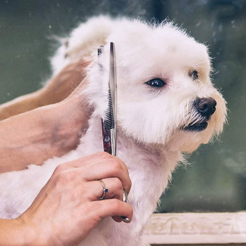 Gimars 6 in 1 Professional Stainless Steel Safety Pet Grooming Scissors Pet Supplies - DailySale
