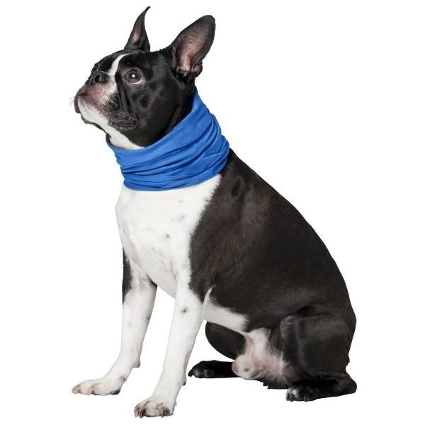 Dog wearing a blue K9 Chill Dog Cooling Collar over a white background