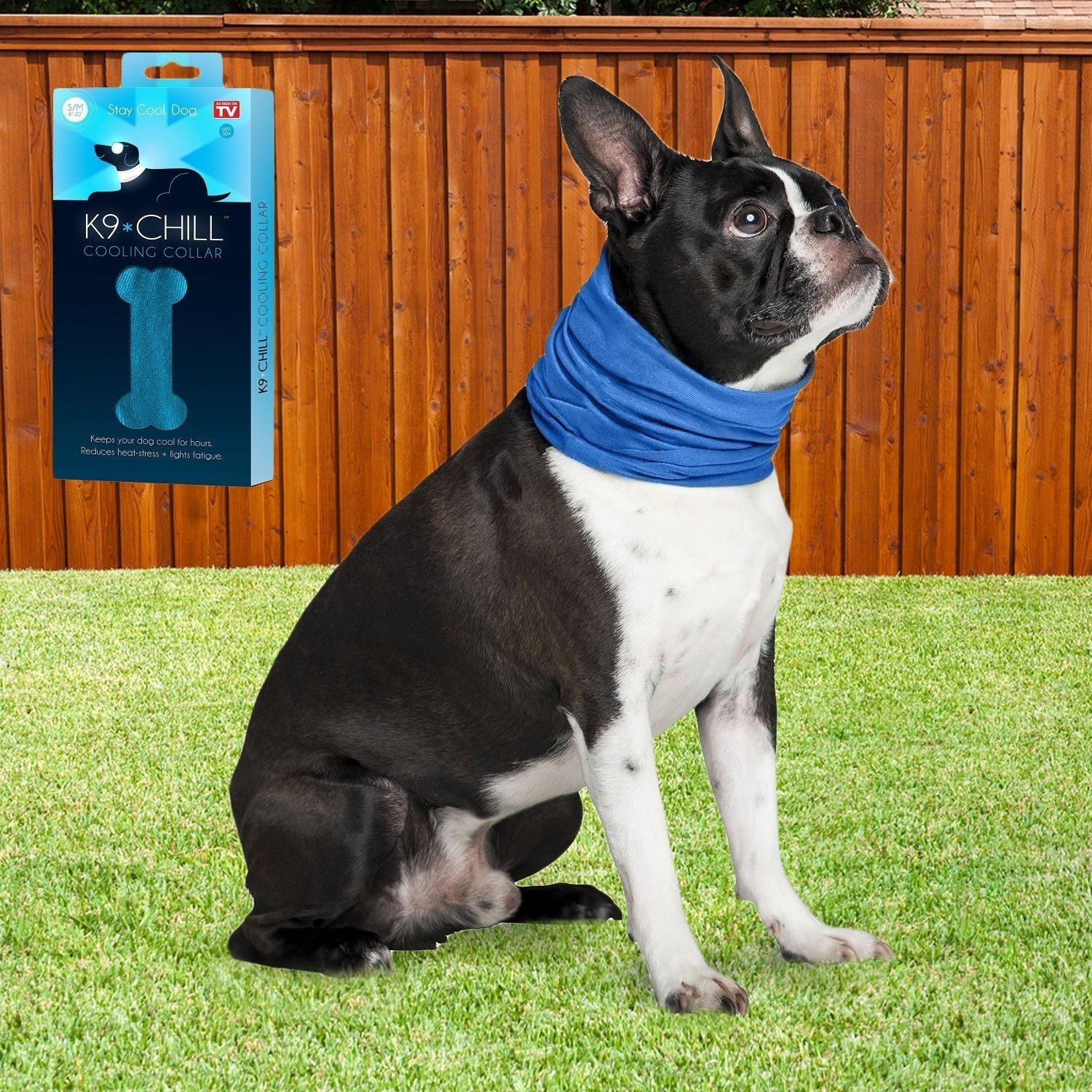 Dog wearing a blue K9 Chill Dog Cooling Collar, sitting on the grass in a back yard