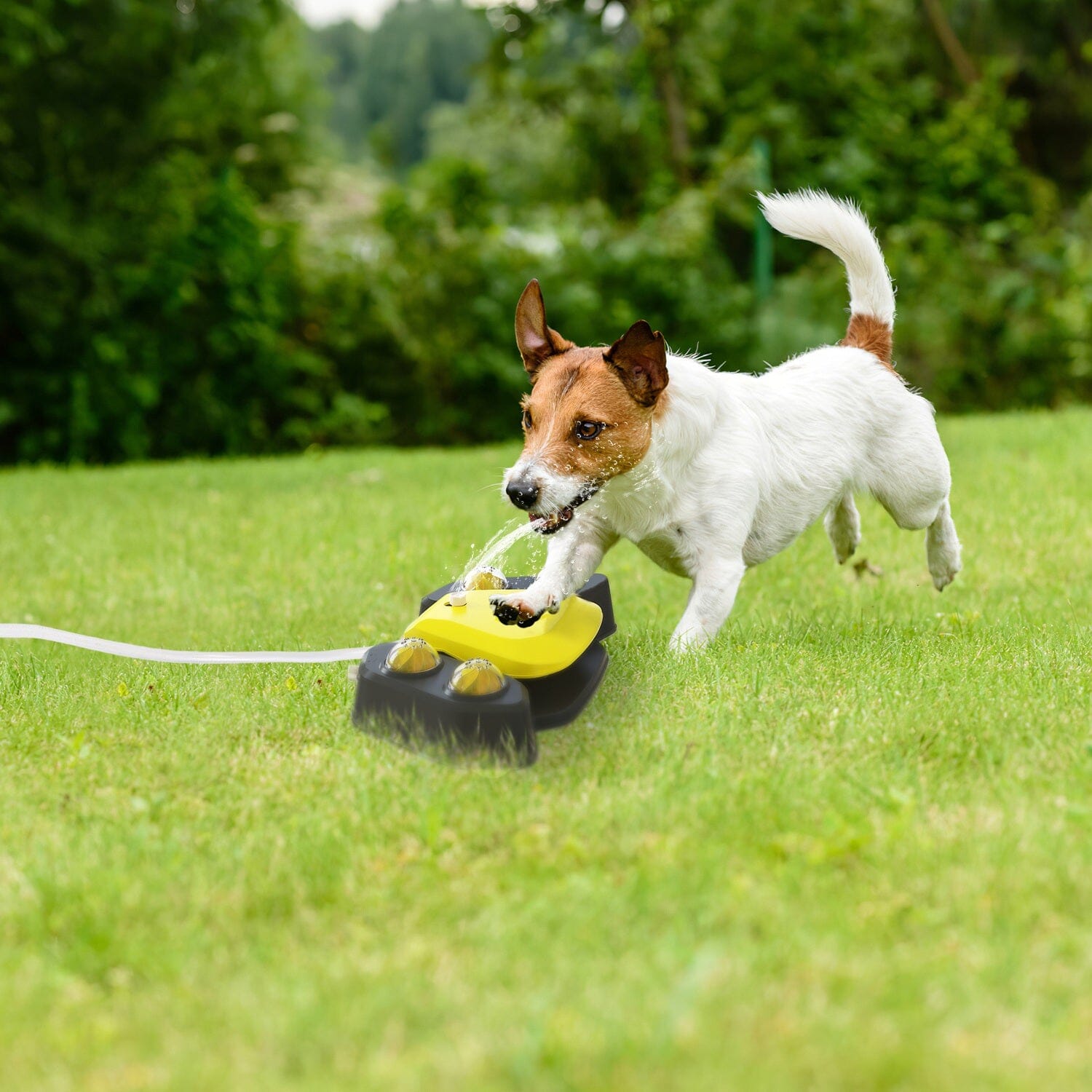 Multifunctional Automatic Pet Water Dispenser Outdoor Step-on Activated Sprinkler Pet Supplies - DailySale