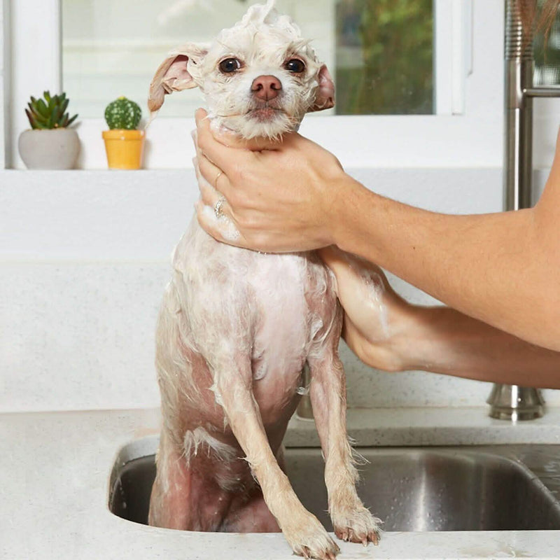 Natural Oatmeal Shampoo - Gallon Pet Supplies - DailySale