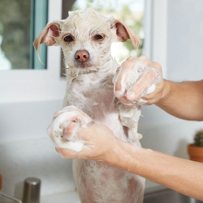 Natural Oatmeal Shampoo - Gallon Pet Supplies - DailySale