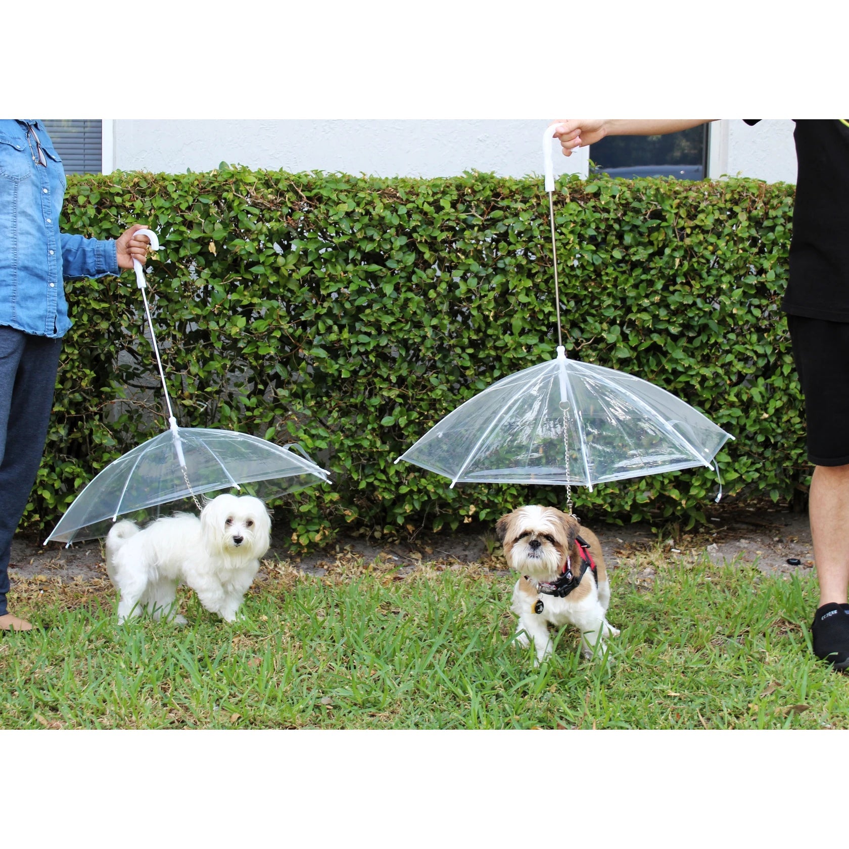 Transparent Outdoor Dog or Puppy Umbrella with Chain Leash Pet Supplies - DailySale