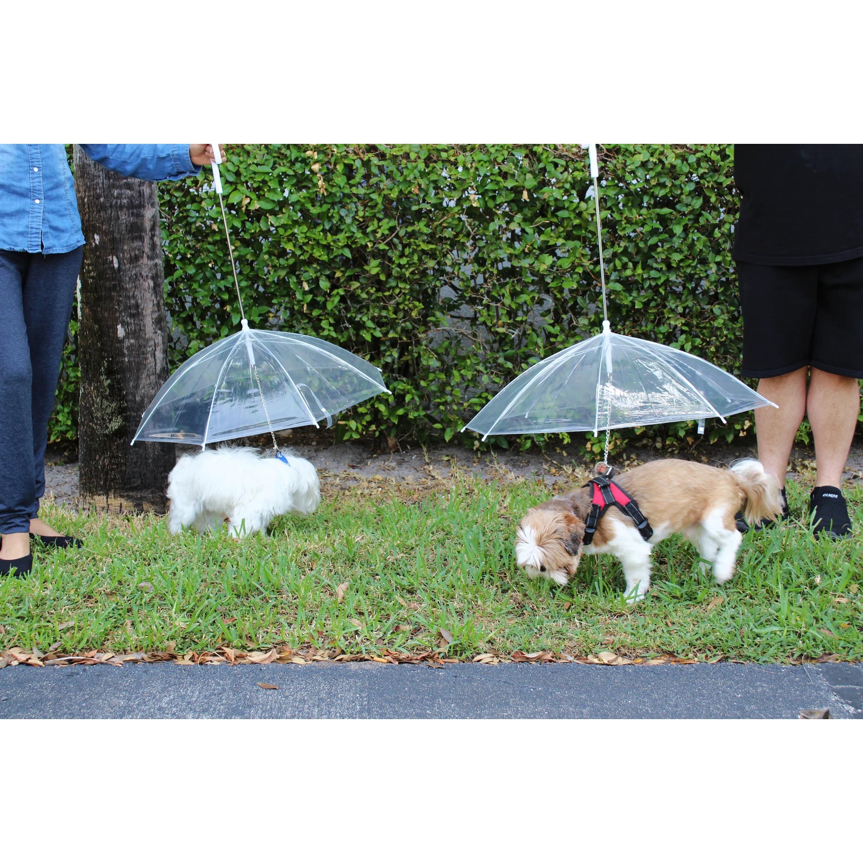 Transparent Outdoor Dog or Puppy Umbrella with Chain Leash Pet Supplies - DailySale